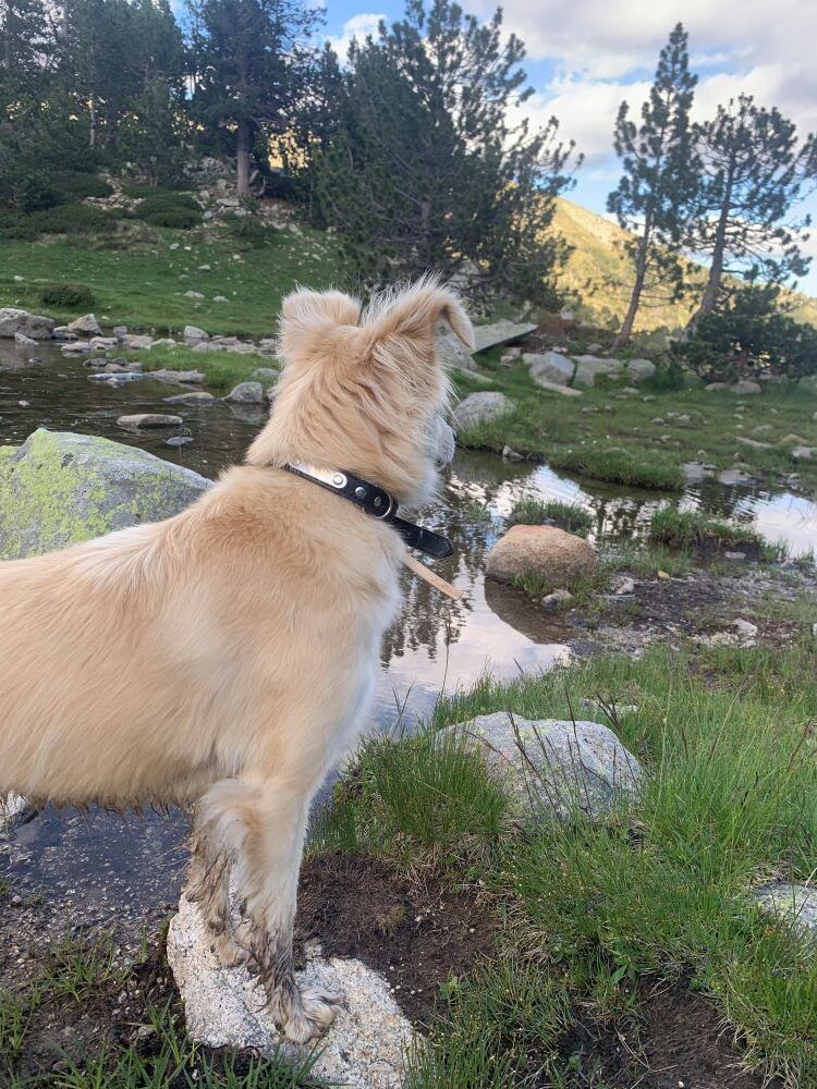 perro en la montaña en cerdanya